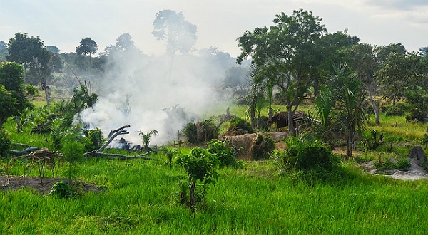 Côte-d'Ivoire - Champs