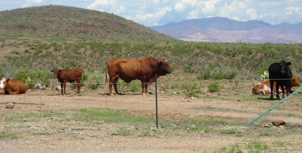 Viande clonée : L’Argentine, l’eldorado de la viande génétiquement modifiée