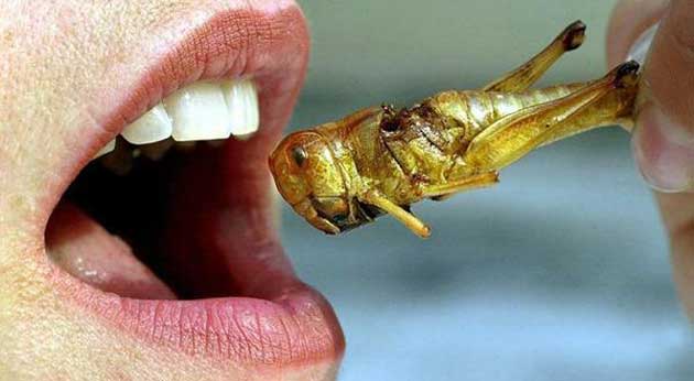 Comment sont élevés les insectes comestibles ?
