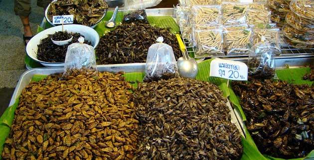 Insectes comestibles : quelles opportunités de marché en Europe et en Asie ?
