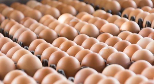 Fipronil Les Premières Mesures Du Gouvernement Et Des Professionnels De Lagroalimentaire 2759