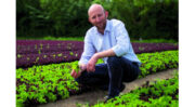 Une AOP reconnue pour les salades destinées à la 4ème gamme 