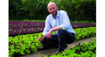 Une AOP reconnue pour les salades destinées à la 4ème gamme 